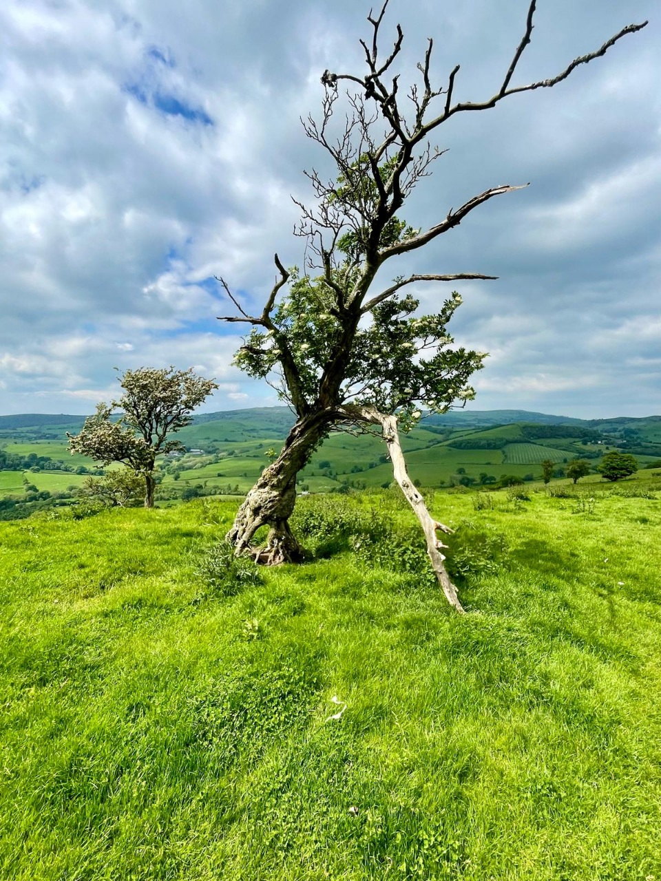 tree