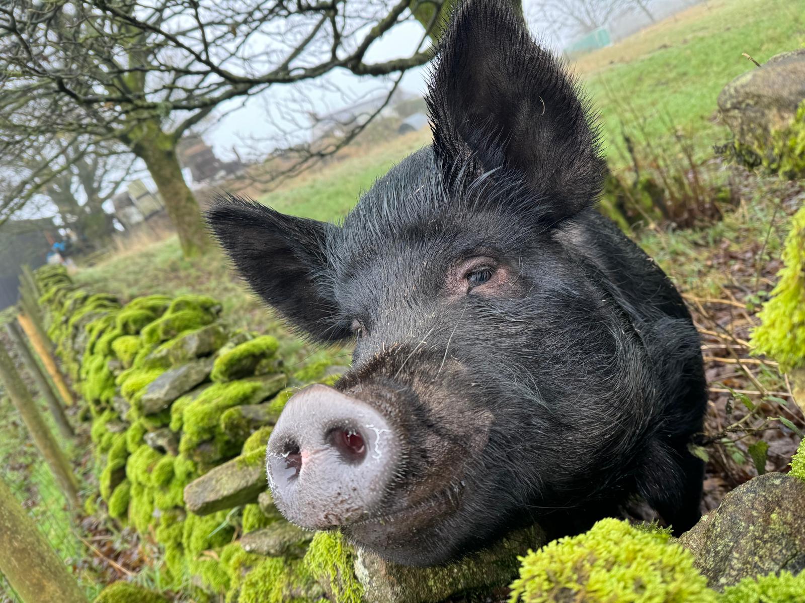 cute pig